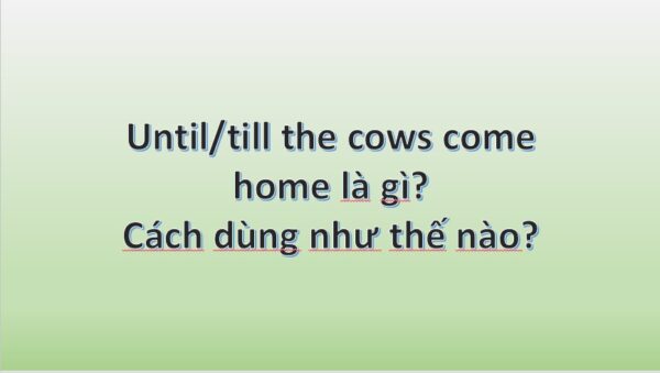 Until the cows come home là gì?